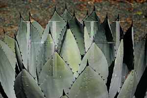 Picture of Agave parryi  var. huachucensis 