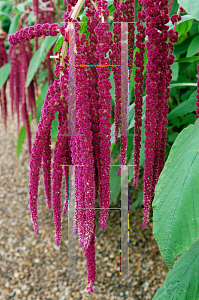 Picture of Amaranthus caudatus 