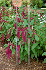 Picture of Amaranthus caudatus 