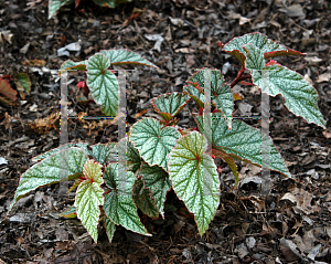 Picture of Begonia  'Frosty'