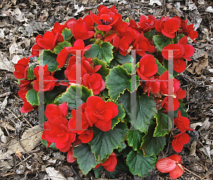 Picture of Begonia x hiemalis 'Betulia Red'