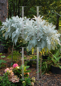 Picture of Centaurea cineraria 'Colchester White'