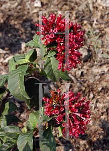 Picture of Cestrum fasciculatum 'Newellii'