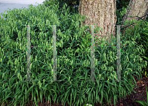 Picture of Chasmanthium latifolium 