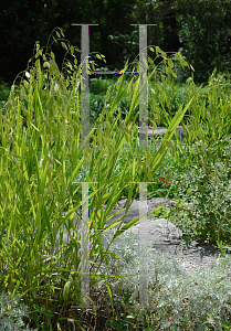 Picture of Chasmanthium latifolium 