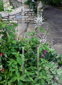 Picture of Clerodendranthus spicatus 