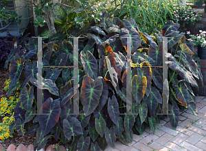 Picture of Colocasia esculenta 'Illustris'