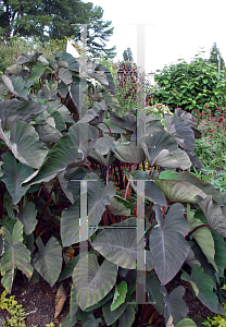 Picture of Colocasia esculenta 'Black Magic'