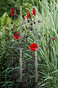 Picture of Dahlia  'Bishop of Llandaff'