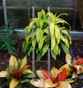 Picture of Dracaena fragrans 'Limelight'