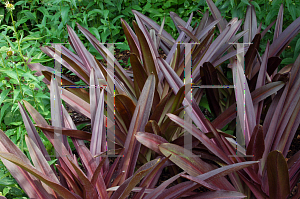 Picture of Eucomis comosa 'Sparkling Burgundy'