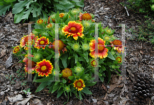 Picture of Gaillardia aristata 'Arizona Sun'