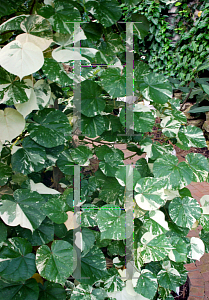 Picture of Hibiscus tiliaceus 'Variegata'