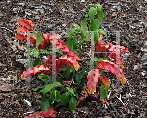 Picture of Justicia brandegeana 'Variegata'