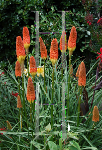 Picture of Kniphofia uvaria 'Lola'