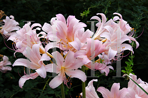 Picture of Lycoris squamigera 