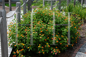 Picture of Lantana camara 'Miss Huff'