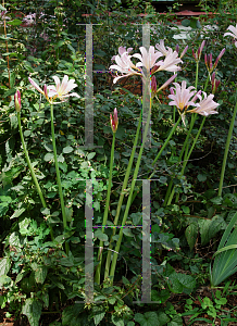 Picture of Lycoris squamigera 