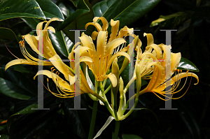 Picture of Lycoris chinensis 