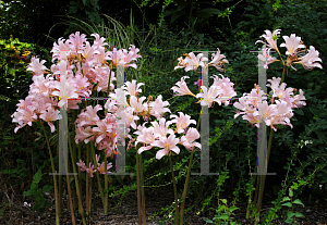 Picture of Lycoris squamigera 