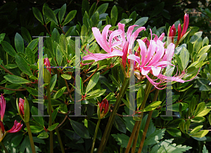 Picture of Lycoris x haywardii 