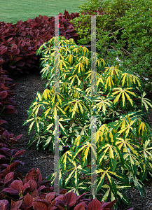 Picture of Manihot esculenta 'Variegata'