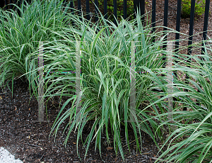 Picture of Miscanthus sinensis 'Cosmopolitan'