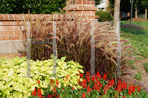 Picture of Pennisetum setaceum 'Rubrum'