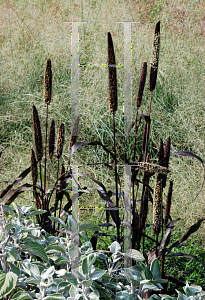 Picture of Pennisetum glaucum 'Purple Majesty'