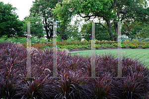 Picture of Pennisetum setaceum 'Rubrum'