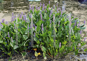 Picture of Pontederia cordata 