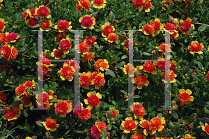 Picture of Portulaca  'Fairytale Cinderella'