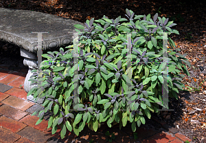 Picture of Salvia officinalis 'Purpurea'