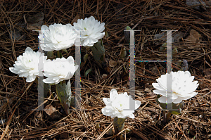 Picture of Sanguinaria canadensis 'Multiplex'