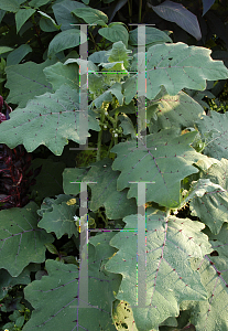 Picture of Solanum quitoense 