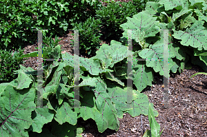 Picture of Solanum quitoense 