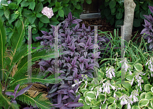 Picture of Strobilanthes dyerianus 