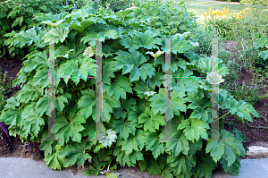 Picture of Tetrapanax papyrifer 