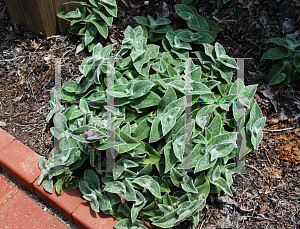 Picture of Tradescantia sillamontana 