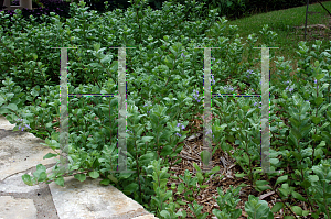 Picture of Vitex rotundifolia 