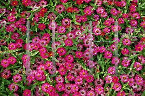 Picture of Zinnia x 'Profusion Cherry'