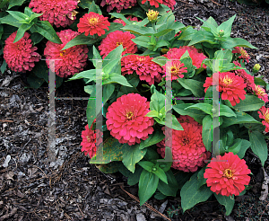 Picture of Zinnia elegans 'Magellan Coral'