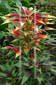 Picture of Amaranthus tricolor 'Splendens Perfecta'