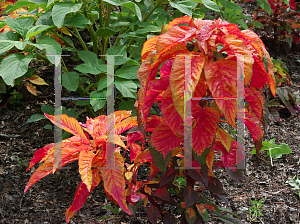 Picture of Amaranthus tricolor 'Illumination'