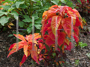 Picture of Amaranthus tricolor 'Illumination'