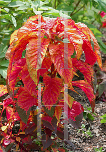 Picture of Amaranthus tricolor 'Illumination'