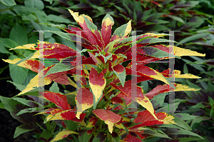 Picture of Amaranthus tricolor 'Splendens Perfecta'