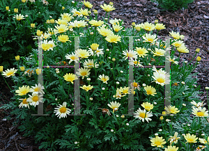 Picture of Argyranthemum  'Sunlite'