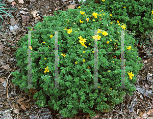 Picture of Bidens ferulifolia 'Marietta Gold Spark'