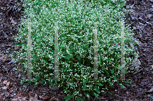 Picture of Euphorbia  'Inneuphdia (Diamond Frost)'